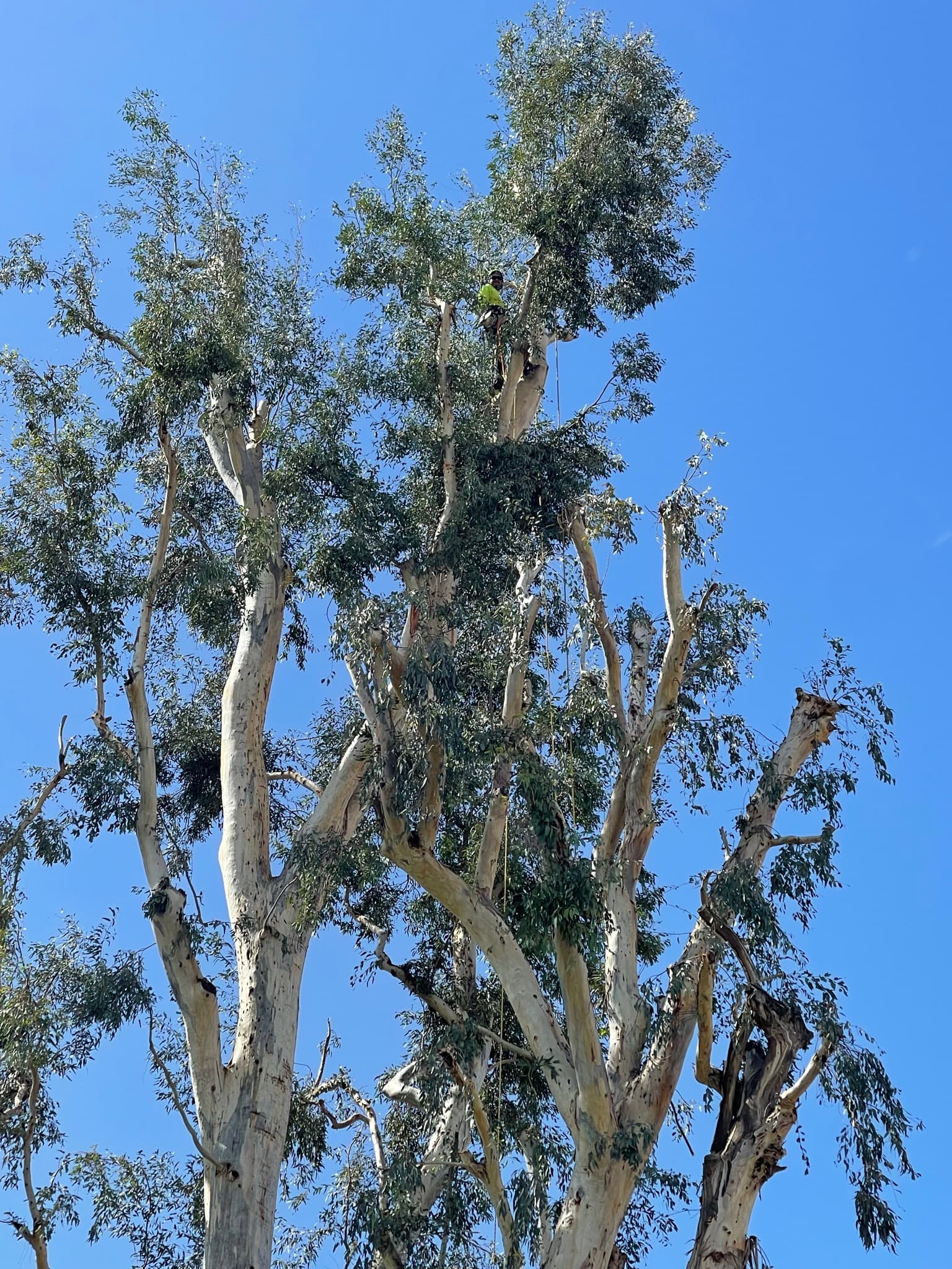 Residential tree pruning