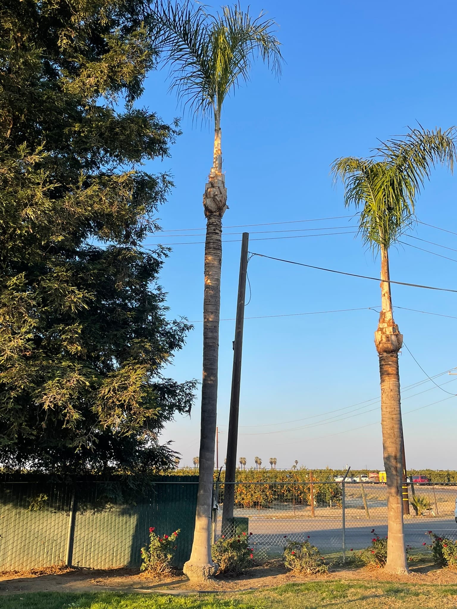 Tree service work in Fresno CA