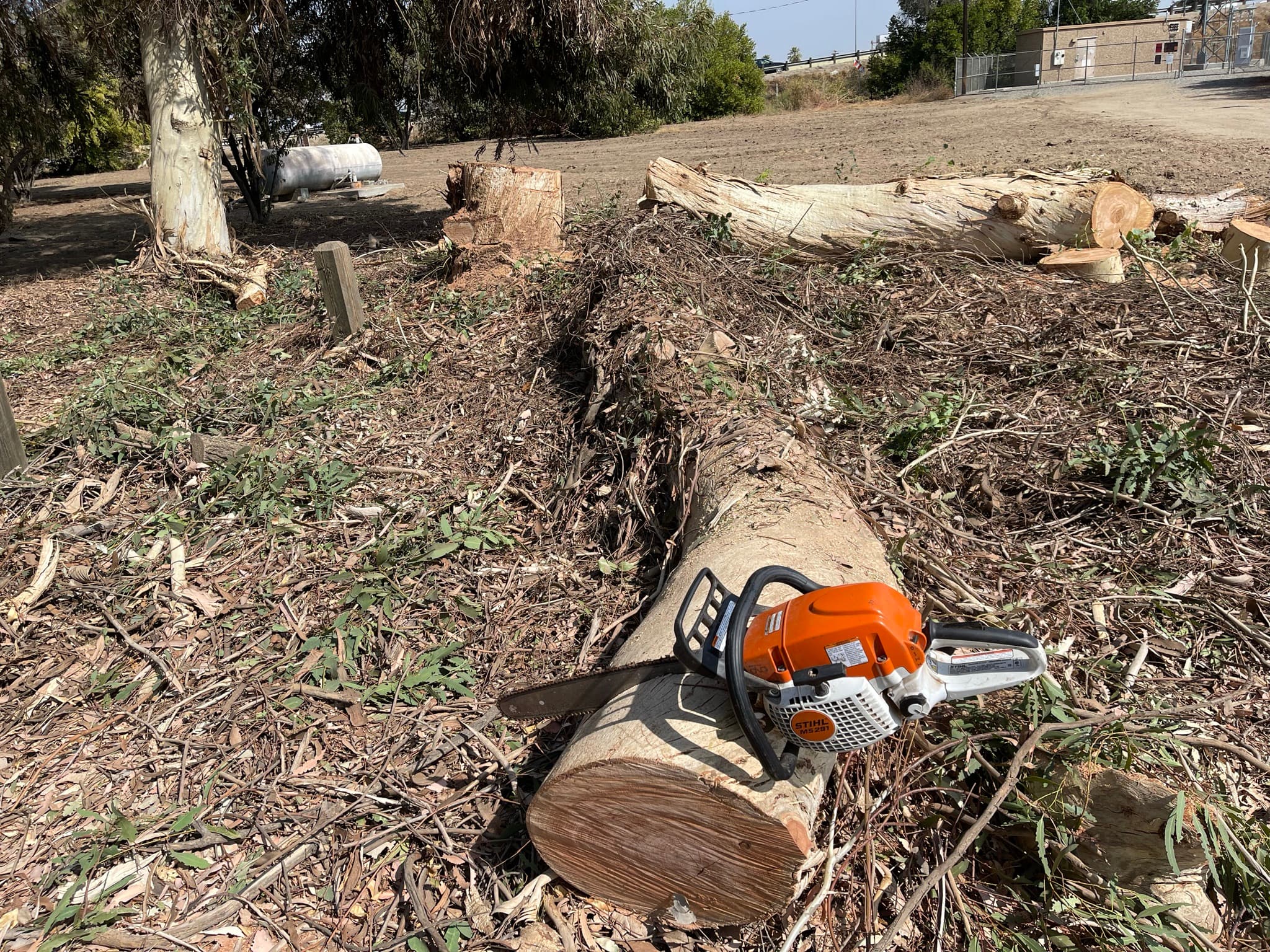 Tree Maniac crew member at work