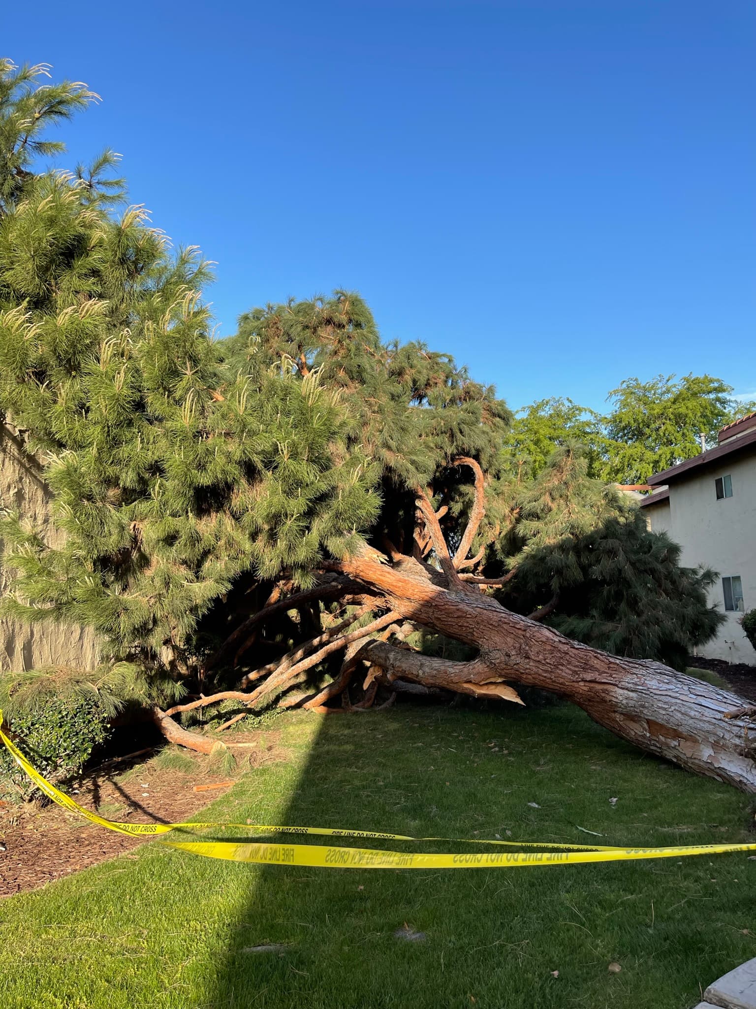 Emergency Tree Service
