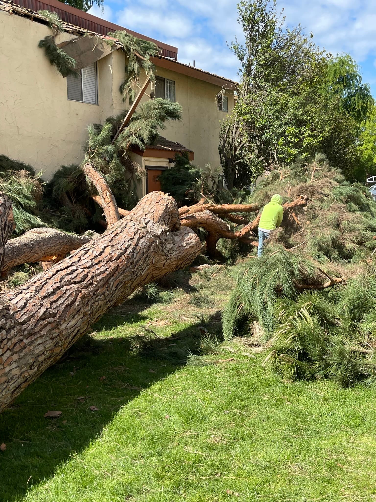 Emergency Tree Service