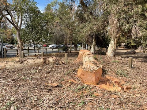 Tree service in Clovis, CA