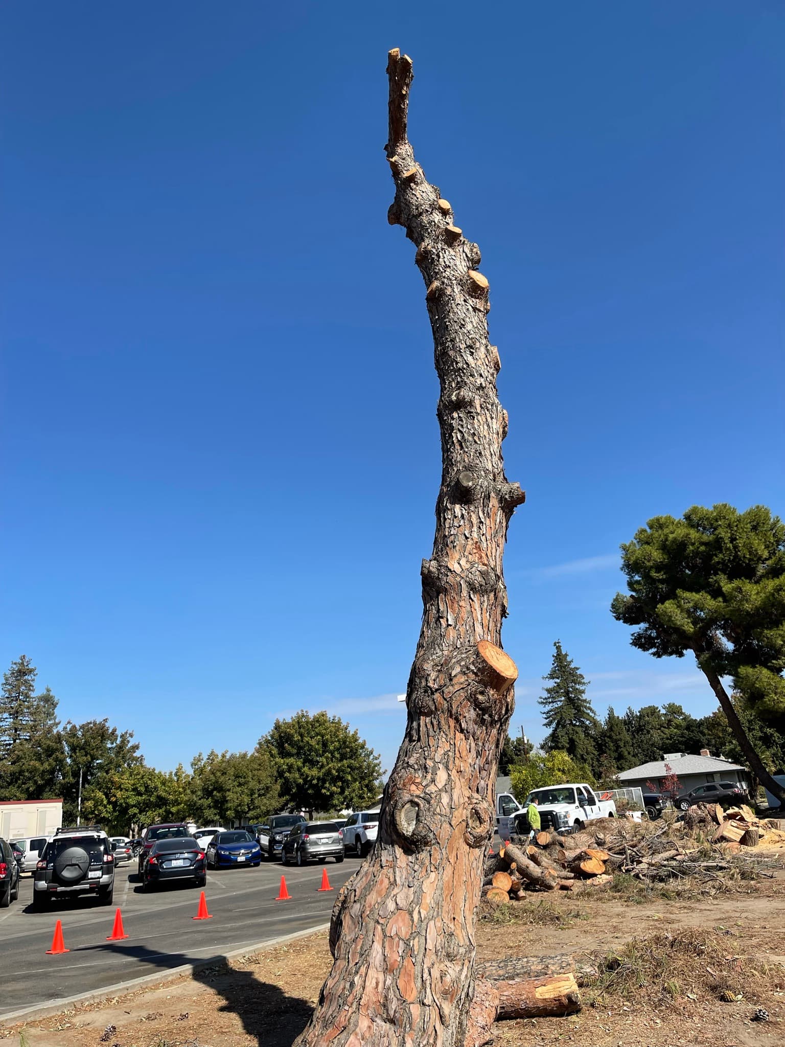 Tree service in Fresno, CA