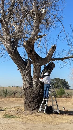 Tree service in Sanger, CA